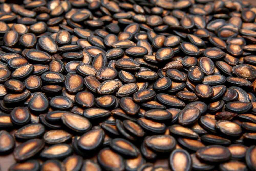 Watermelon Seed