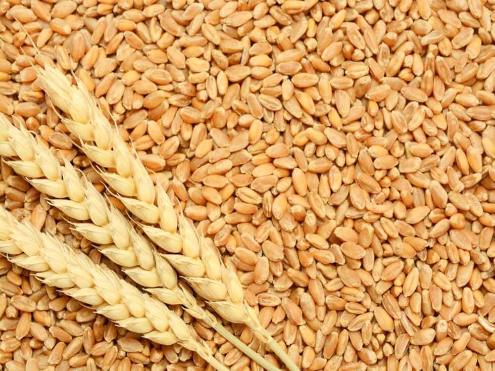Wheat Grain