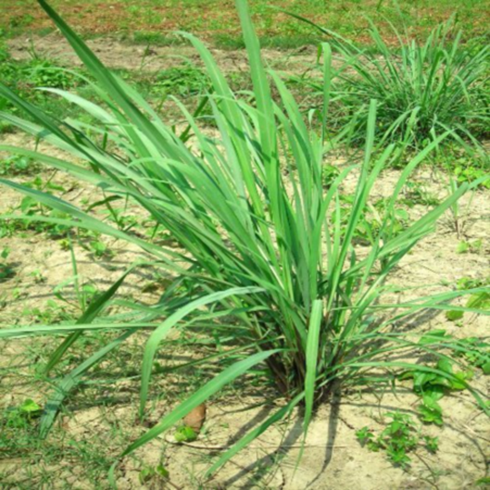  Citronella  Oil Java