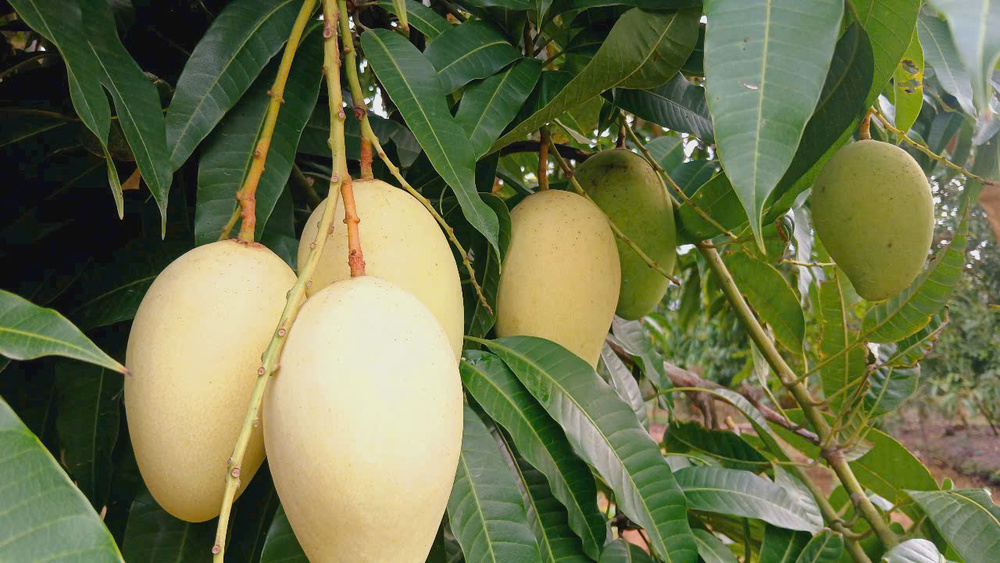 Waterproof Mango Protection Bag