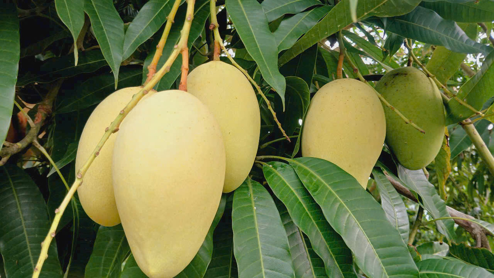 Waterproof Mango Protection Bag