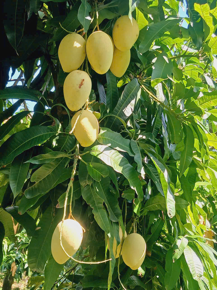 Waterproof Mango Protection Bag