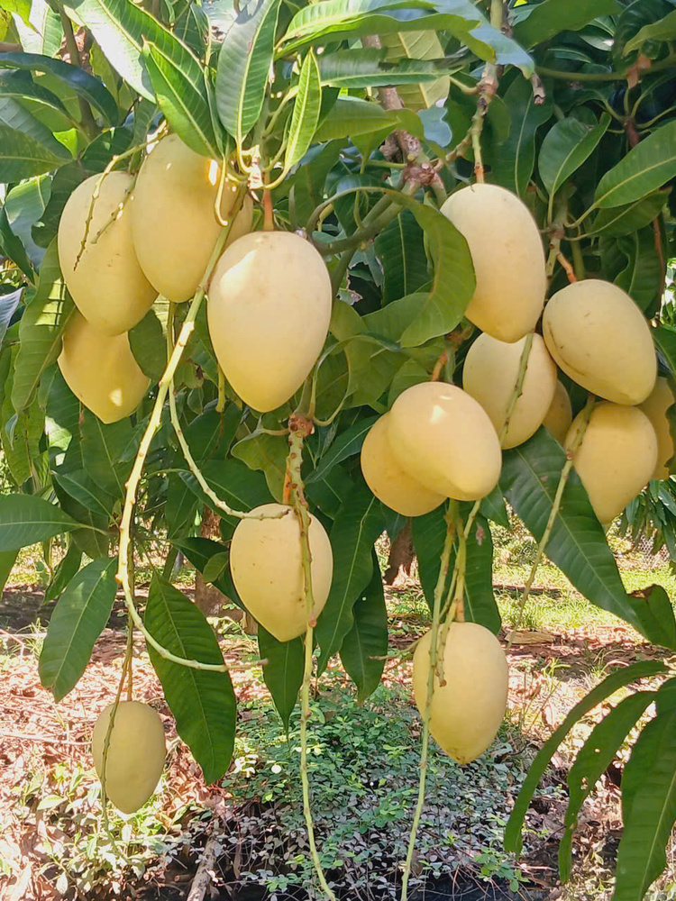 Waterproof Mango Protection Bag