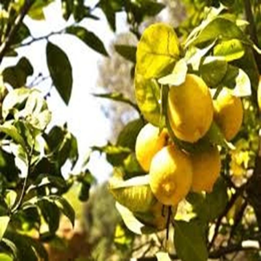 Lemon Oil Italian