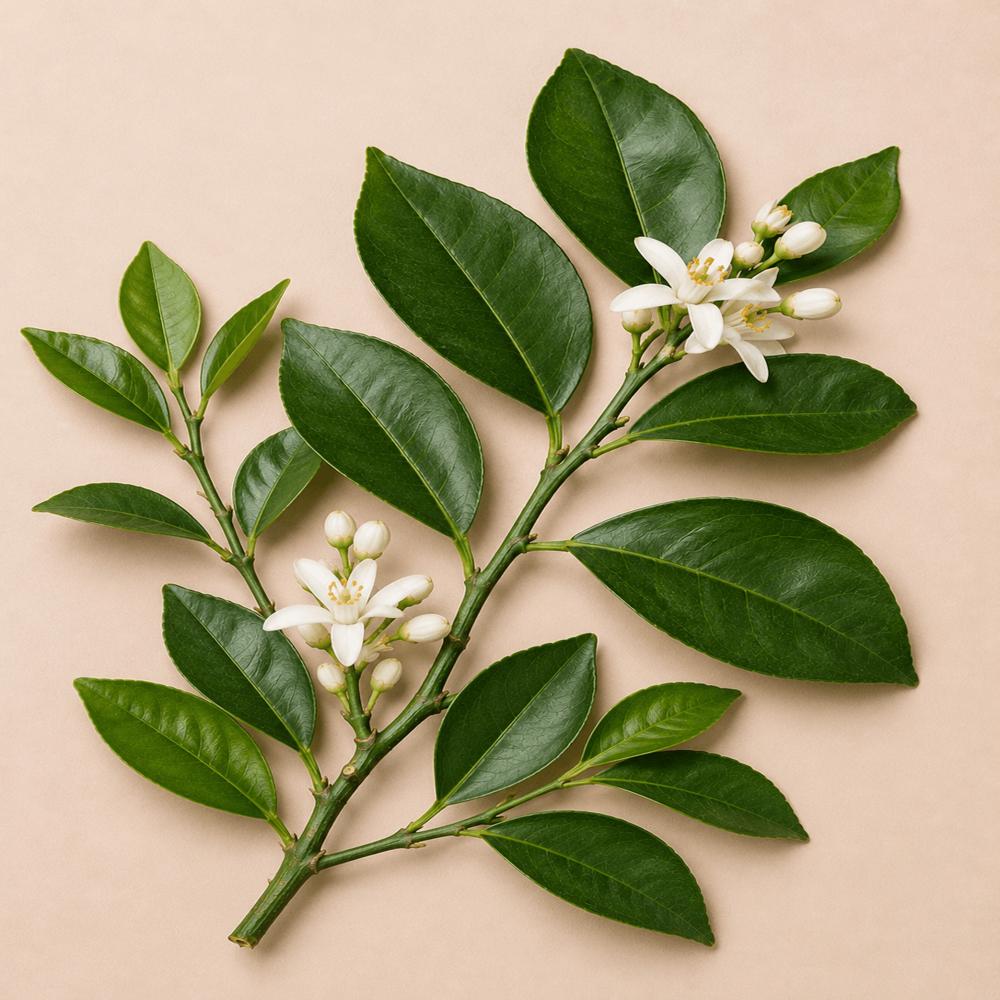 Petit Grain Essential  Oil 