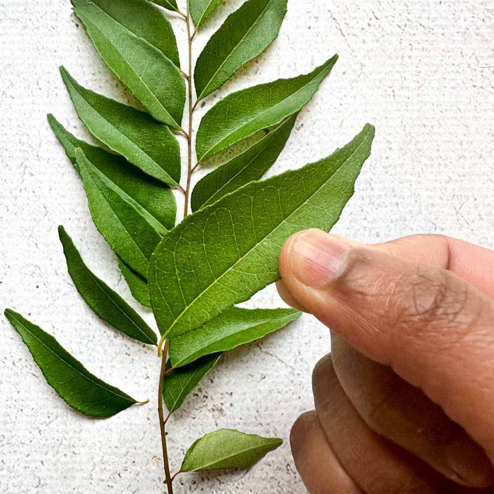 Curry leaves