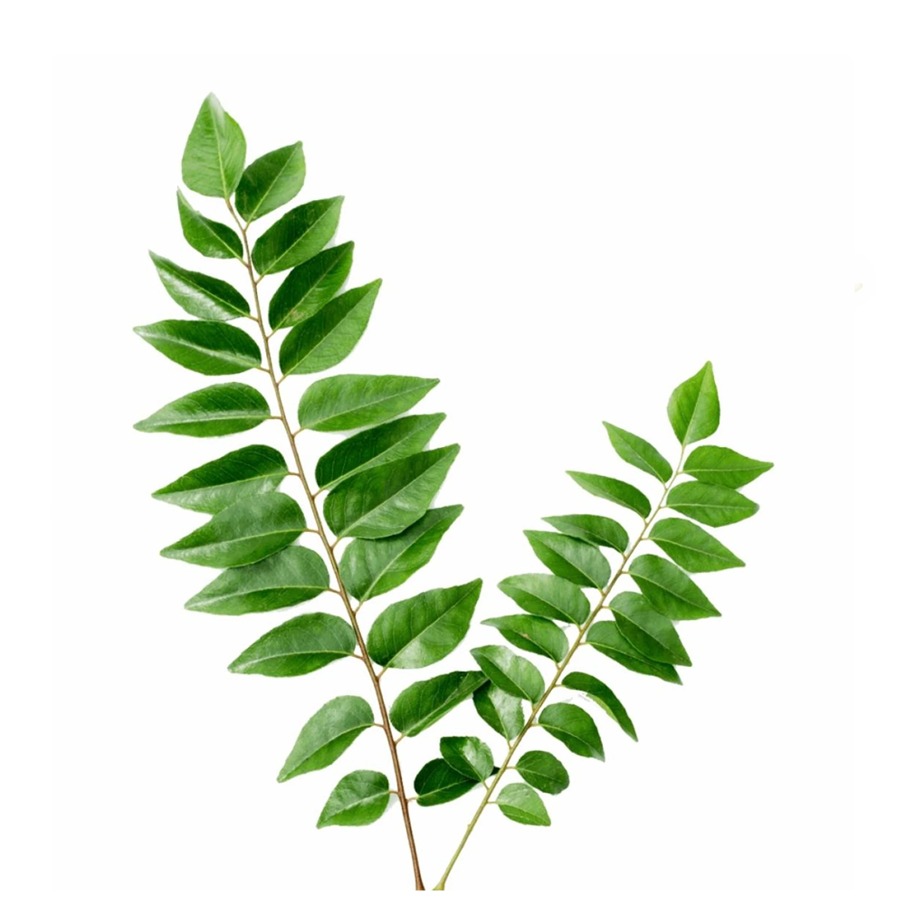 Curry Leaves - Shelf Life: 24 Months