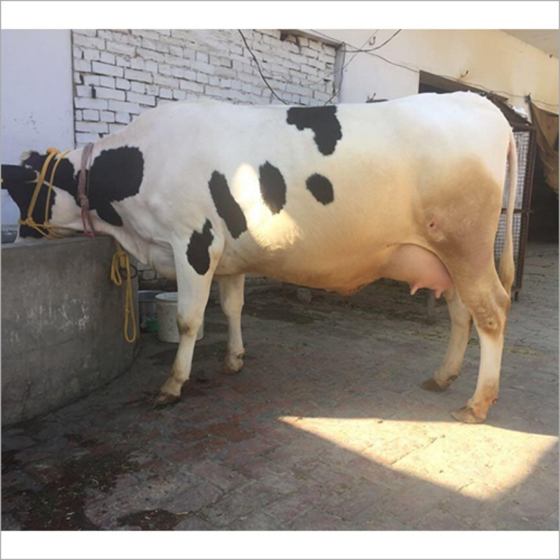 Dairy Cow - Color: Black