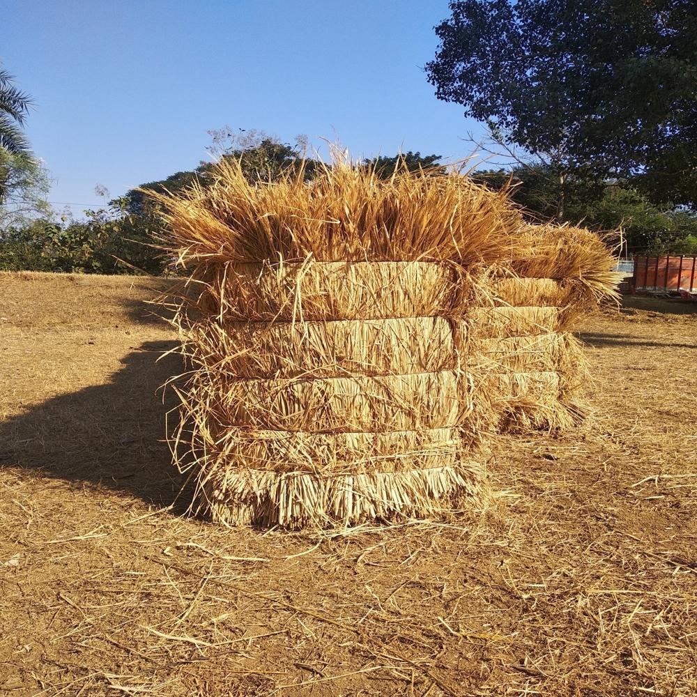 Paddy Husk