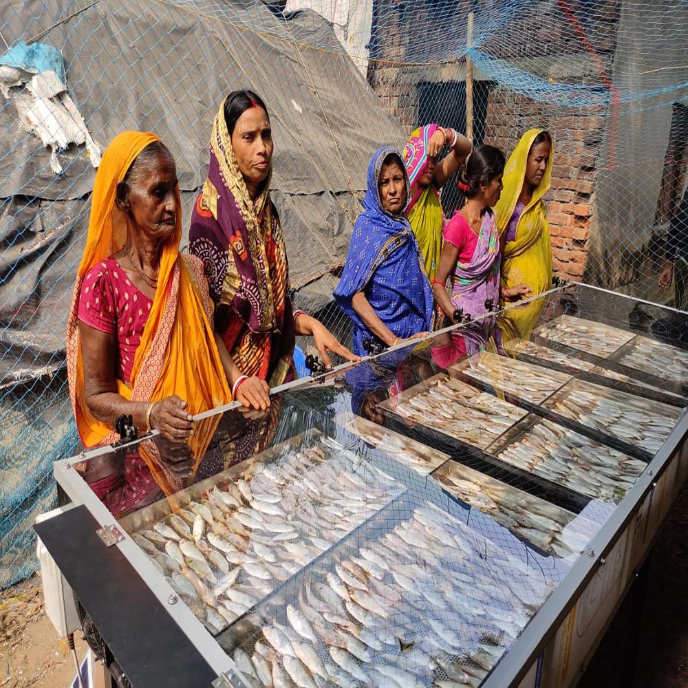 Solar Dryer For Fish