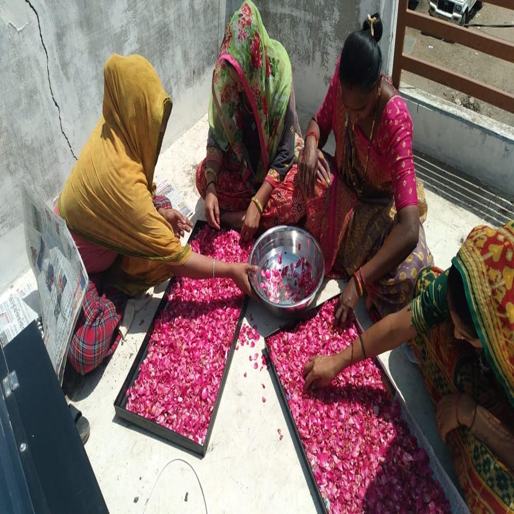 Solar Fruit Drying Machine Price in India