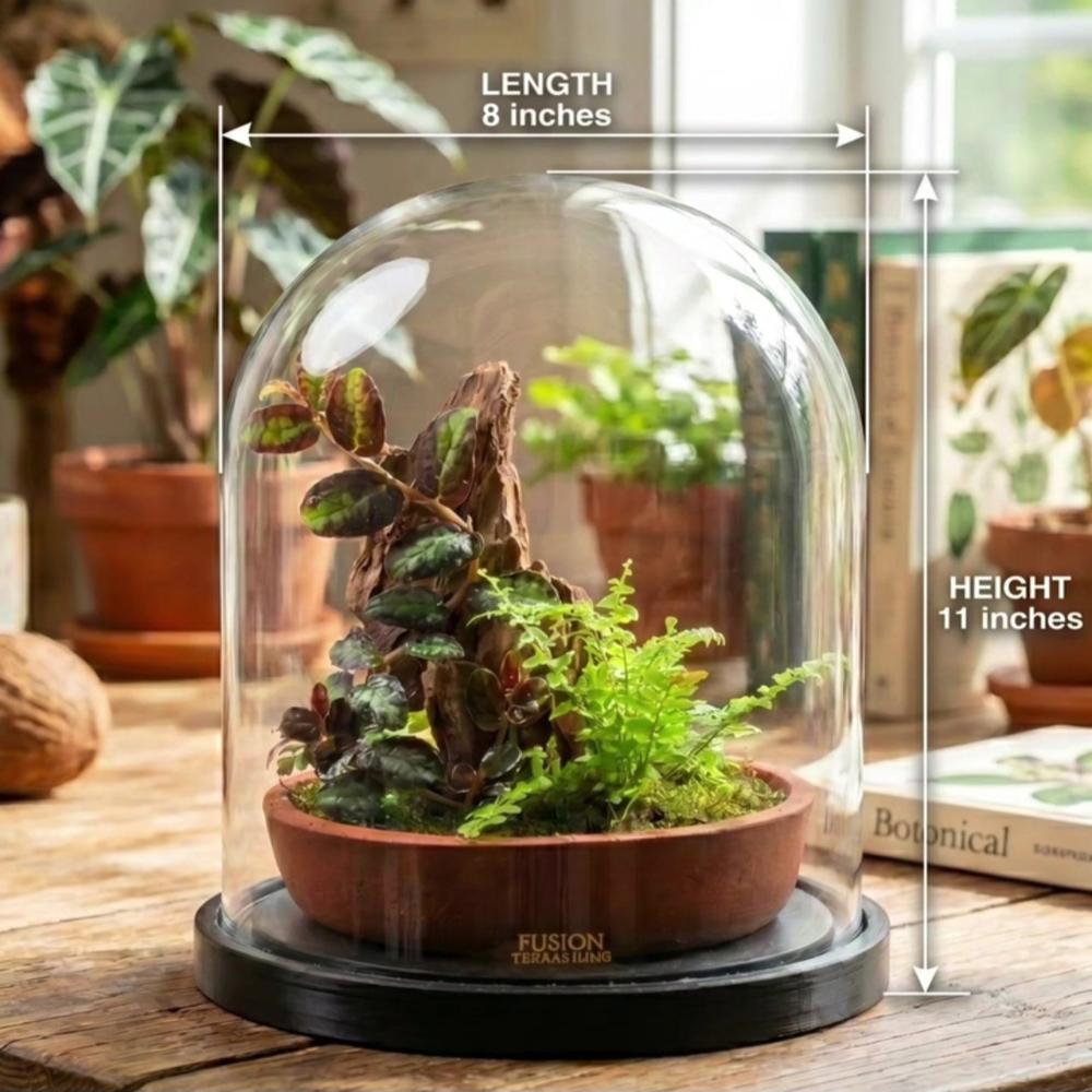 Big U Glass Shape Glass Dome with Wooden Base