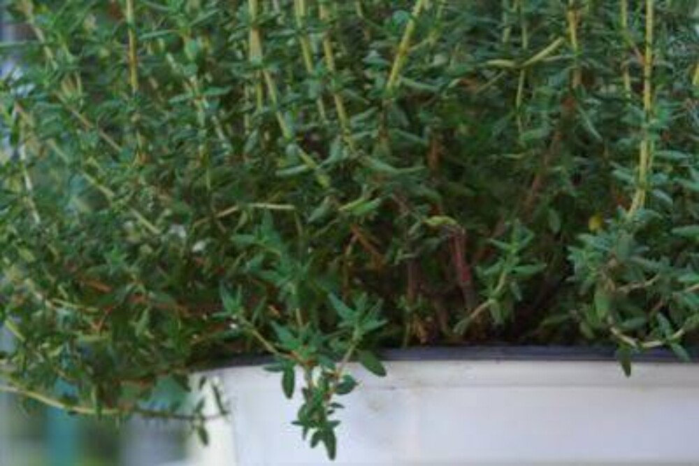 Natural Thyme - Age Group: Suitable For All