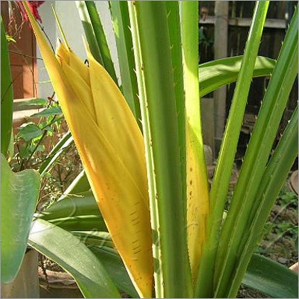 Kewda Oil