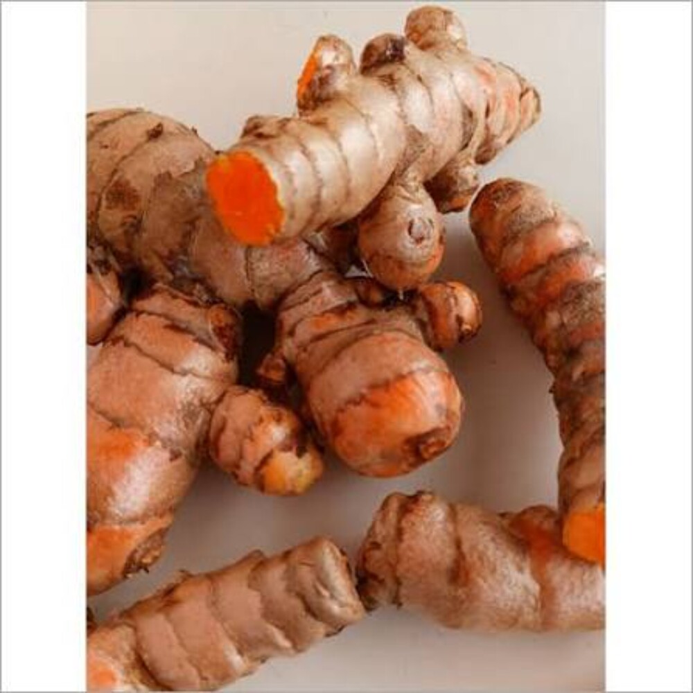 Fresh Turmeric Rhizomes