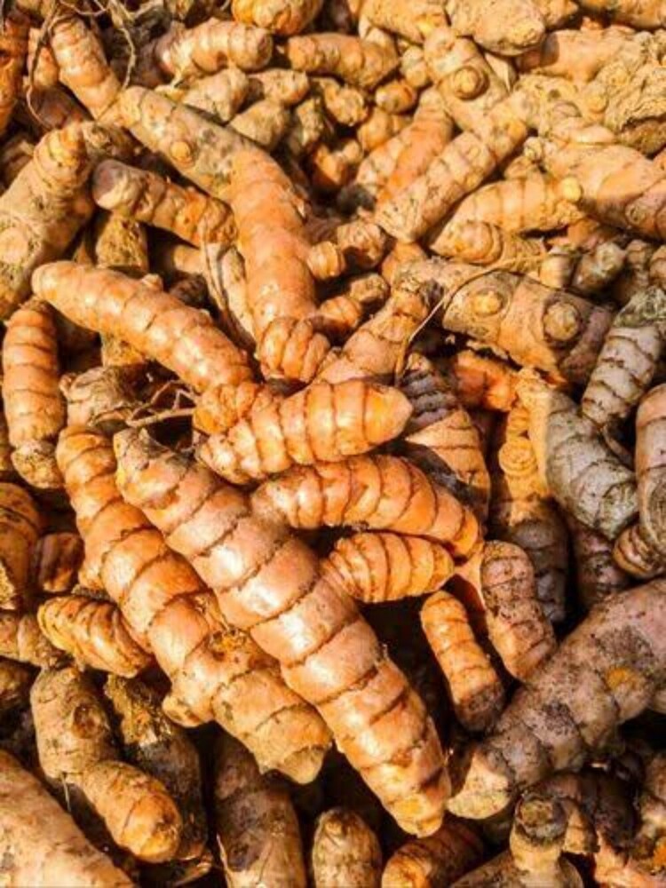 Fresh Turmeric Rhizomes