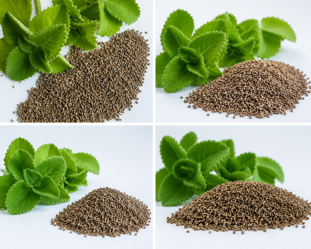 Fresh Carom Seeds