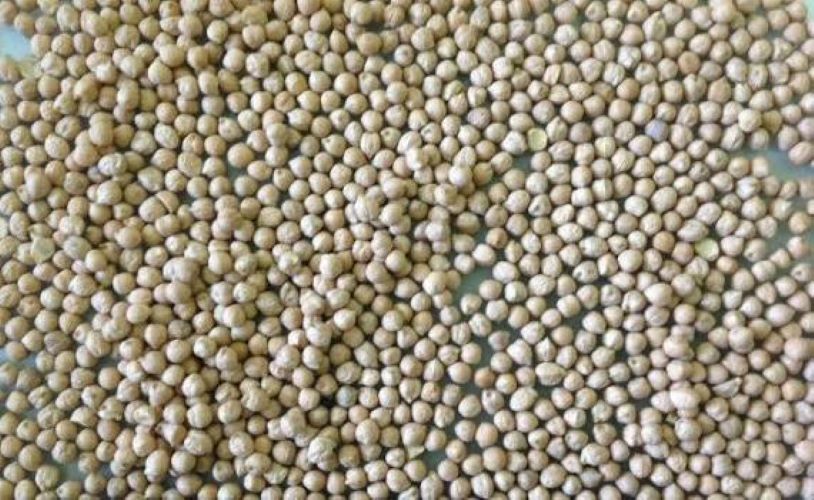 Russian Chick peas