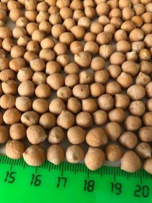 Russian Chick Peas - Cultivation Type: Common