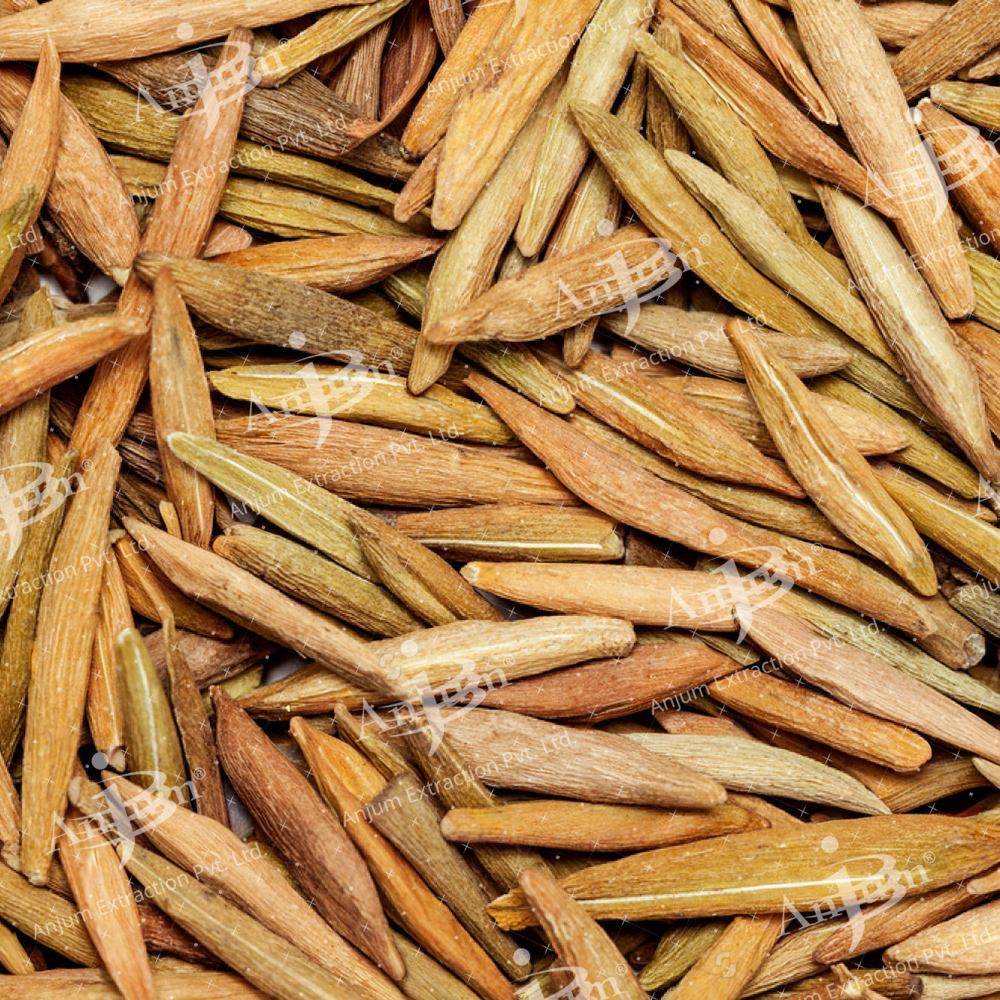 Holarrhena pubescens (Indrajau) Extract