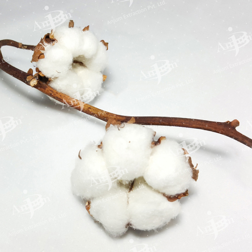 Gossypium herbaceum (Kapas Mool) Extract