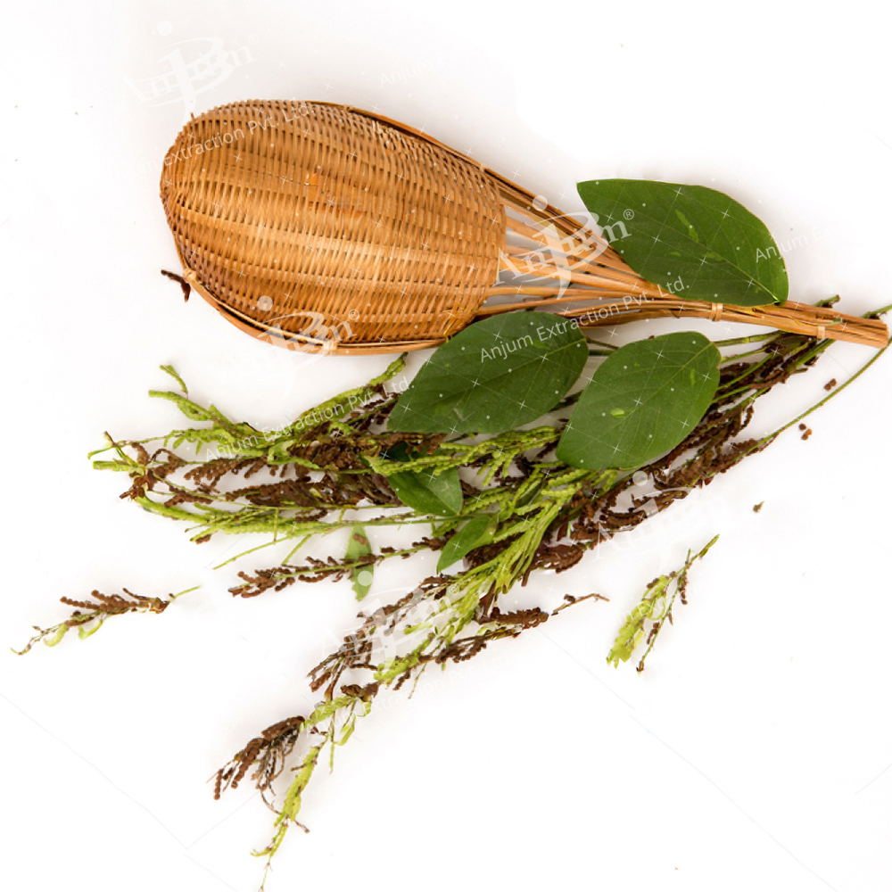 Desmodium gangeticum (Shalparni) Extract