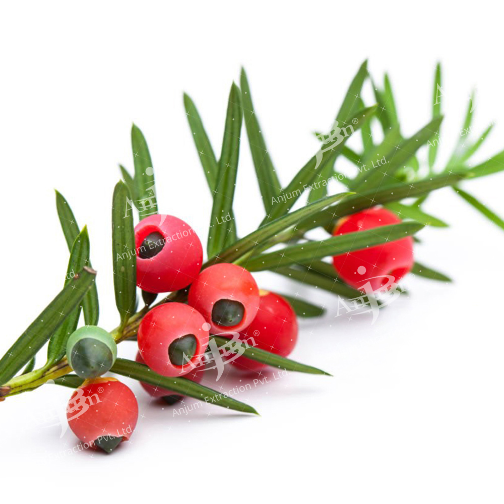 Abies webbiana (Talispatra) Extract