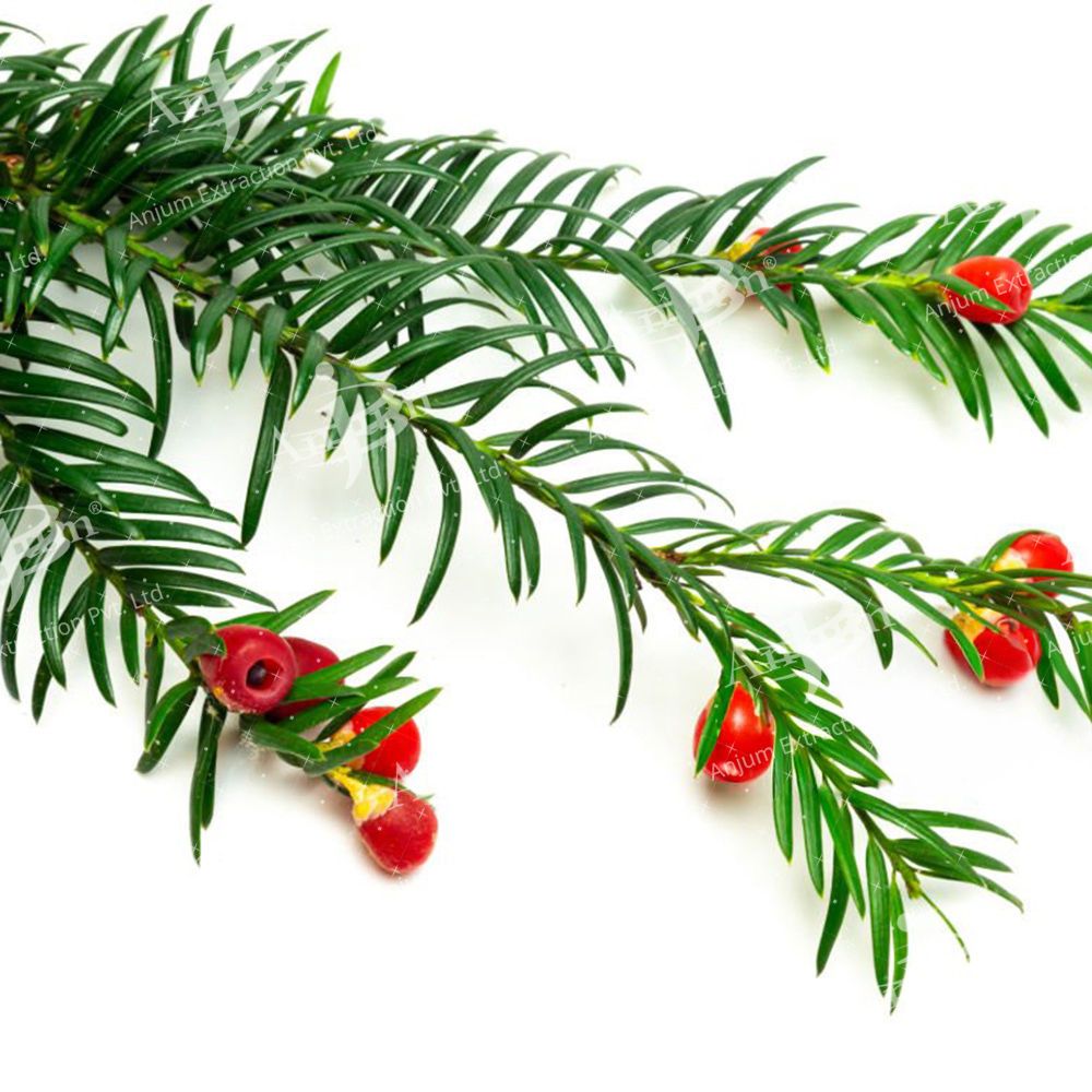 Abies webbiana (Talispatra) Extract