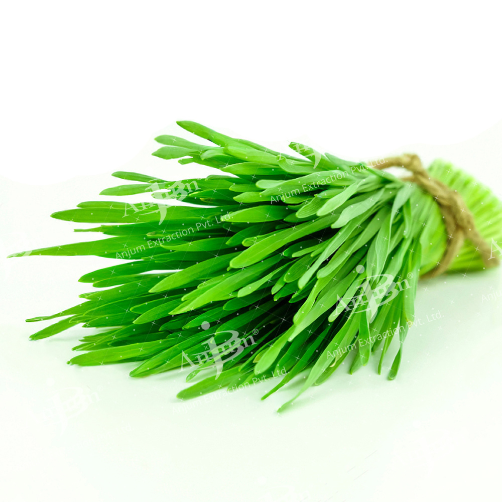 Triticum aestivum (Wheatgrass) Extract