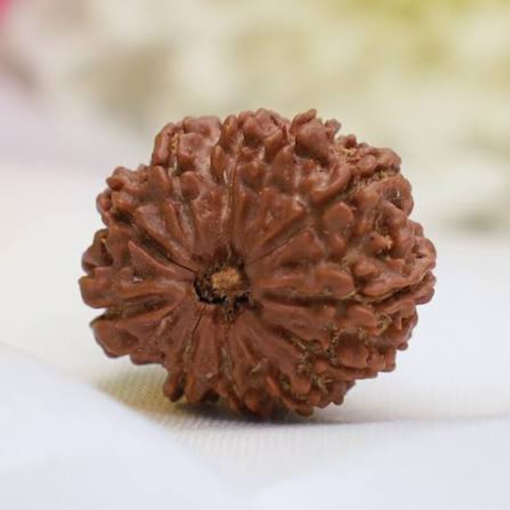 11 Mukhi Rudraksha Beads