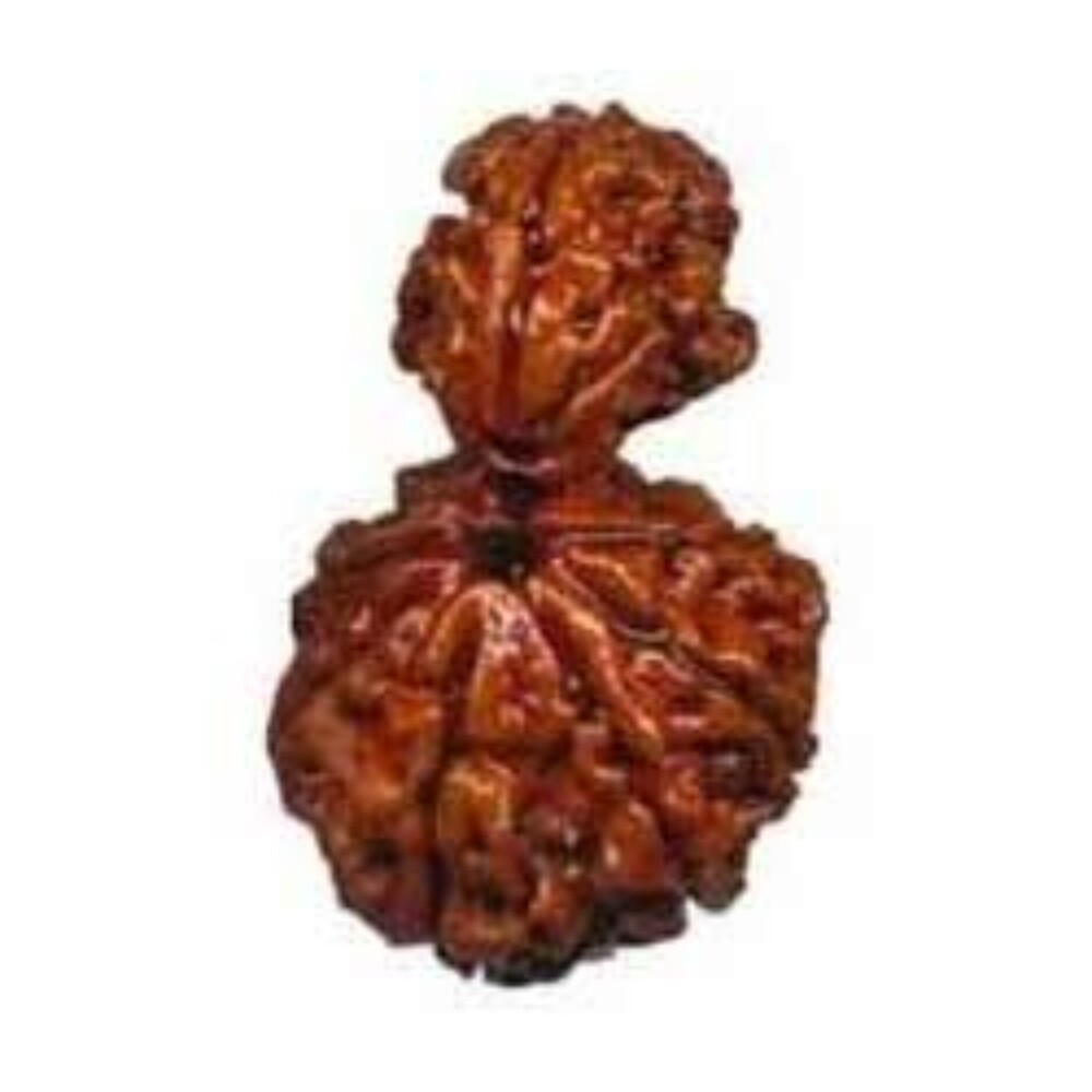 Natural Garbha Gauri Rudraksha