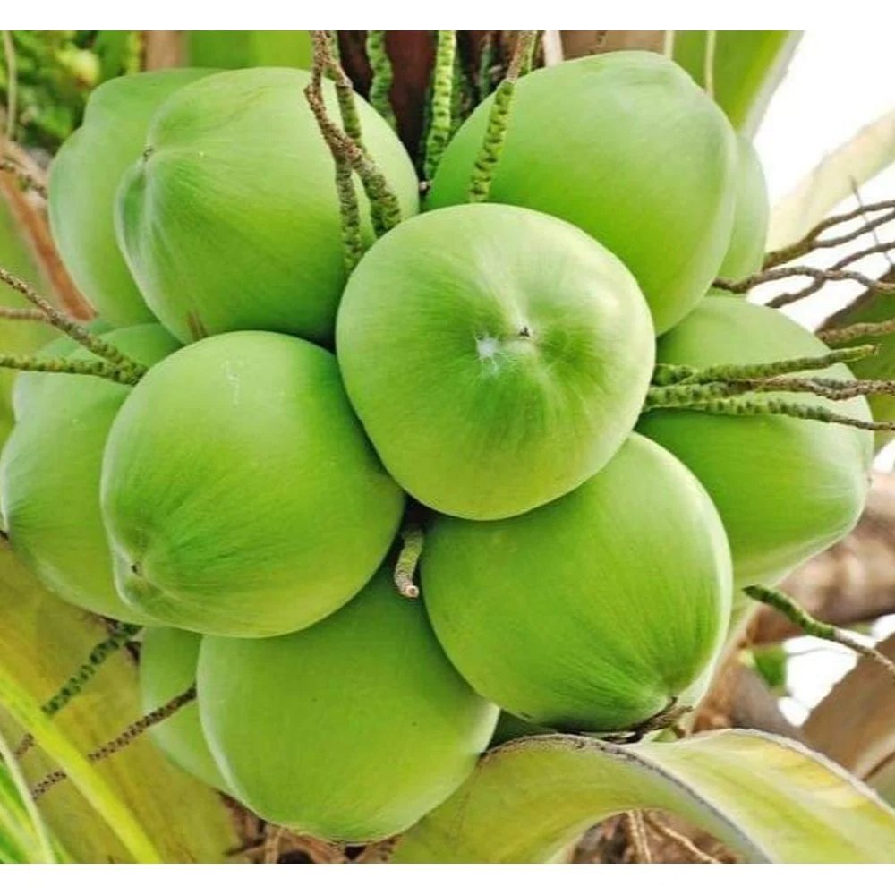 Indian Tender Coconut - Whole Organic 2kg Oval Light Green-Yellow, Cluster Packed, Tender Stage