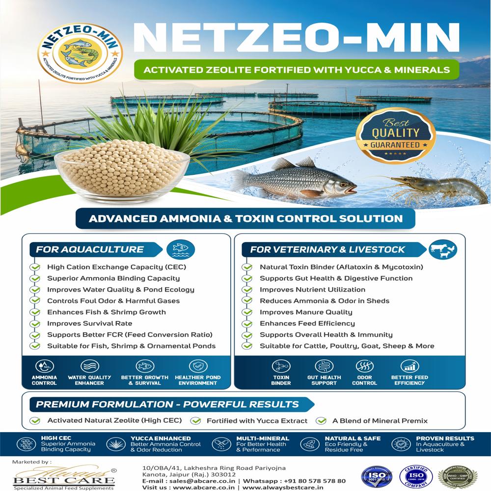 Zeolite For Oxygen