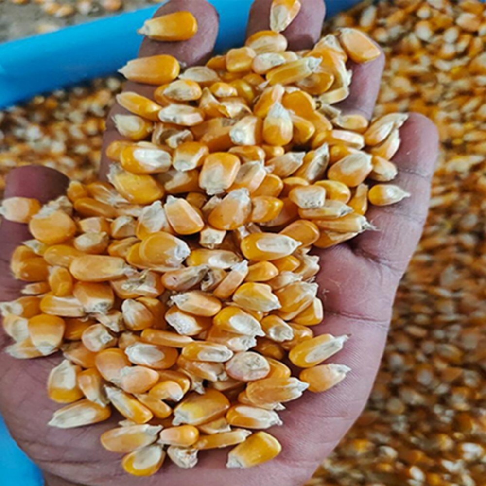 Raw Dry Maize