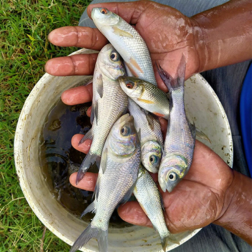 Fresh Fish