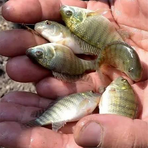 Pangasius Fingerlings