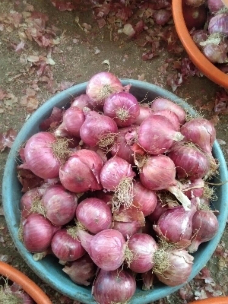 Fresh Onion Vegetable