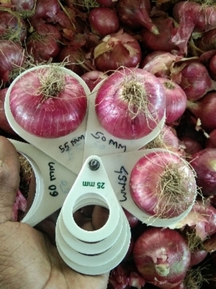 Red Onion Vegetable - Cultivation Type: Organic