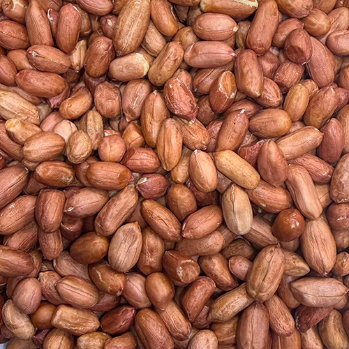 Bakhar Bold Super Dry Quality Ground Nut