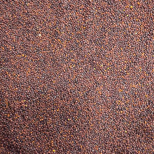 Mustard Seeds