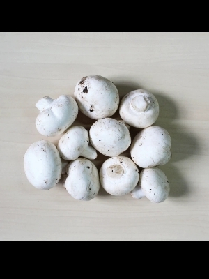 Subsidy Mushroom Farming - Organic Button White Compost Soil Spray Irrigation | A Grade High Yield Gov Approved Subsidy
