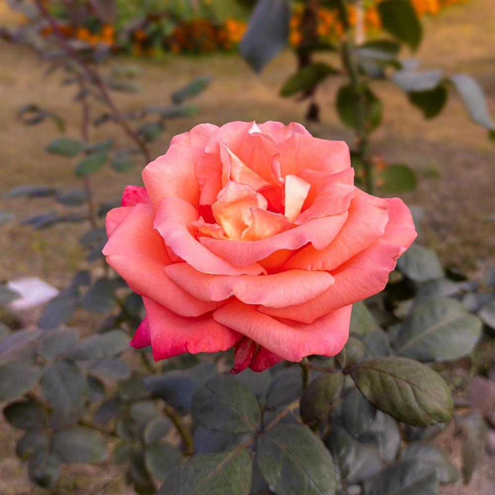 Small Rose Pot - Color: Multicolor