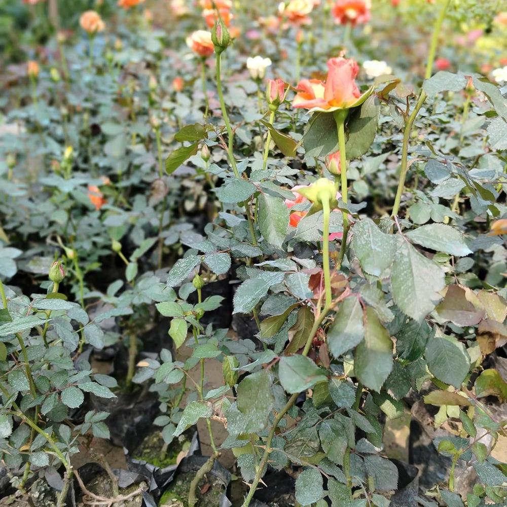 Small Rose Pot - Color: Multicolor