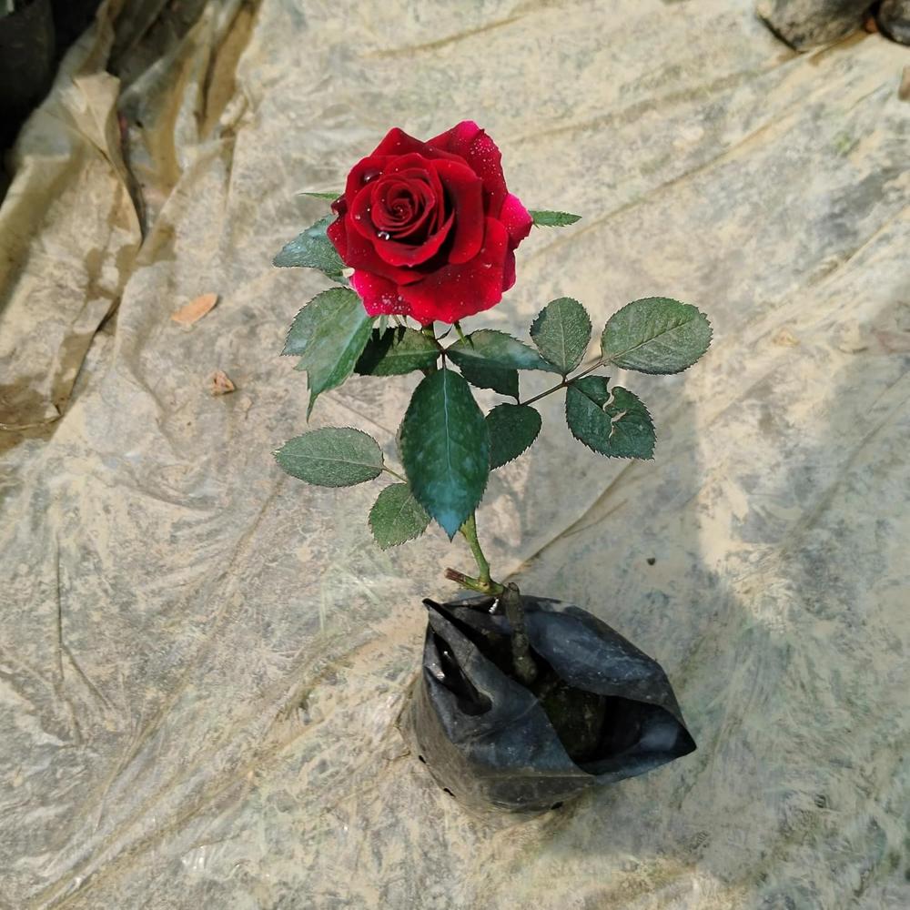 Small Rose Pot - Color: Multicolor