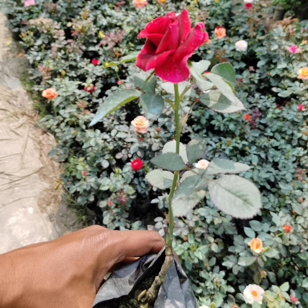 Small Rose Pot - Color: Multicolor