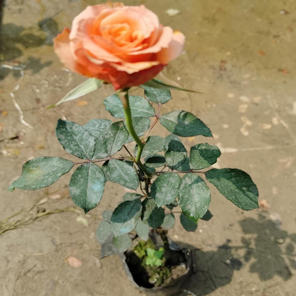 Small Rose Pot - Color: Multicolor