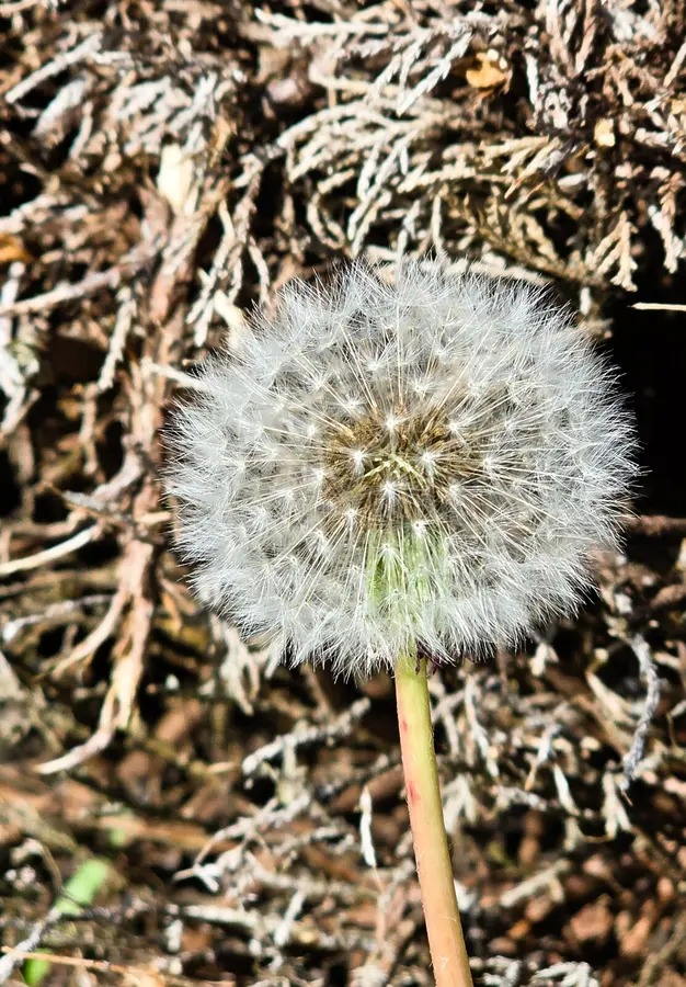 Dried Dandelion Flower