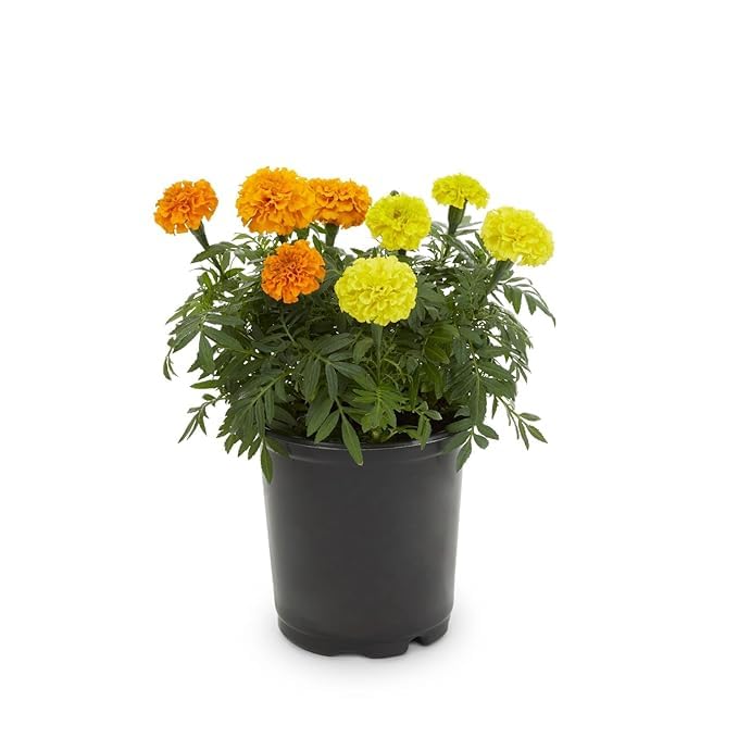 Multicolor HHX Marigold Single Flower