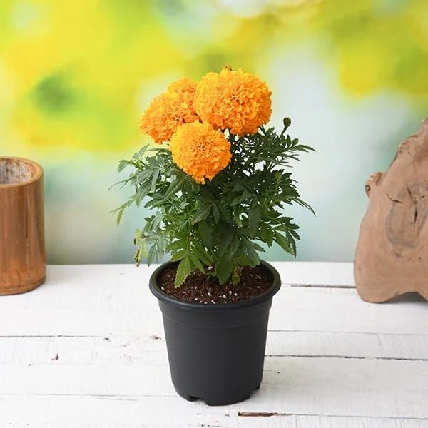 Multicolor HHX Marigold Single Flower