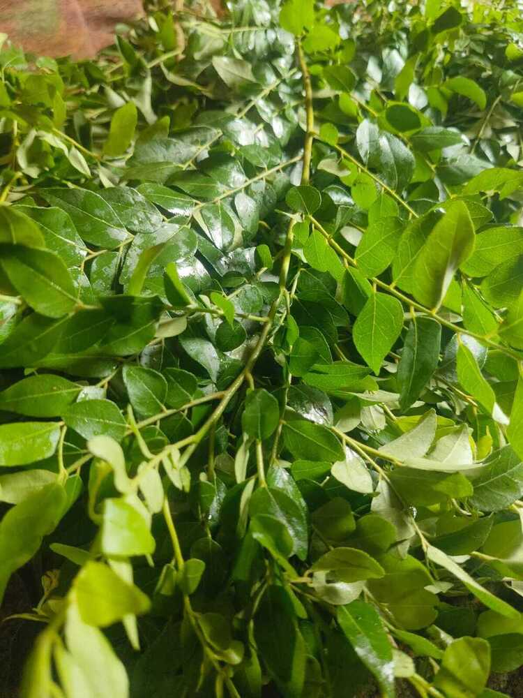 Green Curry Leaves